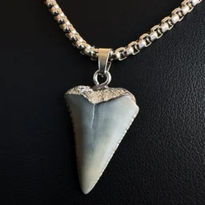 Fossil Great White Shark Tooth Necklace – 0.9" / 2.3 cm
