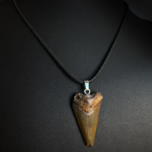 Fossil Great White Shark Tooth Necklace – 3.2cm / 1.26"