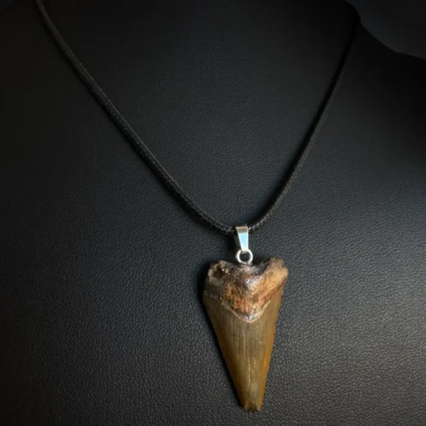 Fossil Great White Shark Tooth Necklace – 3.2cm / 1.26"